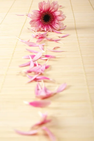 Blomma på bambu matta — Stockfoto