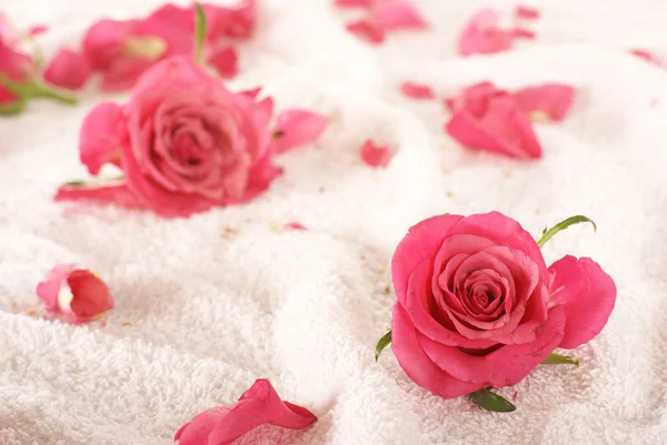Rosas sobre toalha — Fotografia de Stock