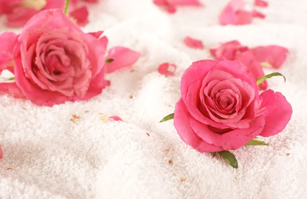 Roses over towel — Stock Photo, Image