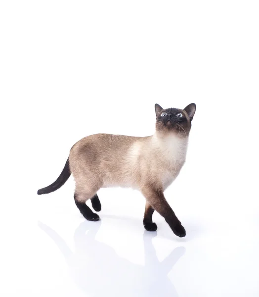 Gatto siamese — Foto Stock