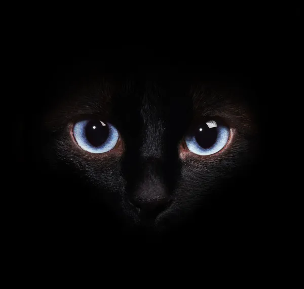 Augen der siamesischen Katze in der Dunkelheit — Stockfoto