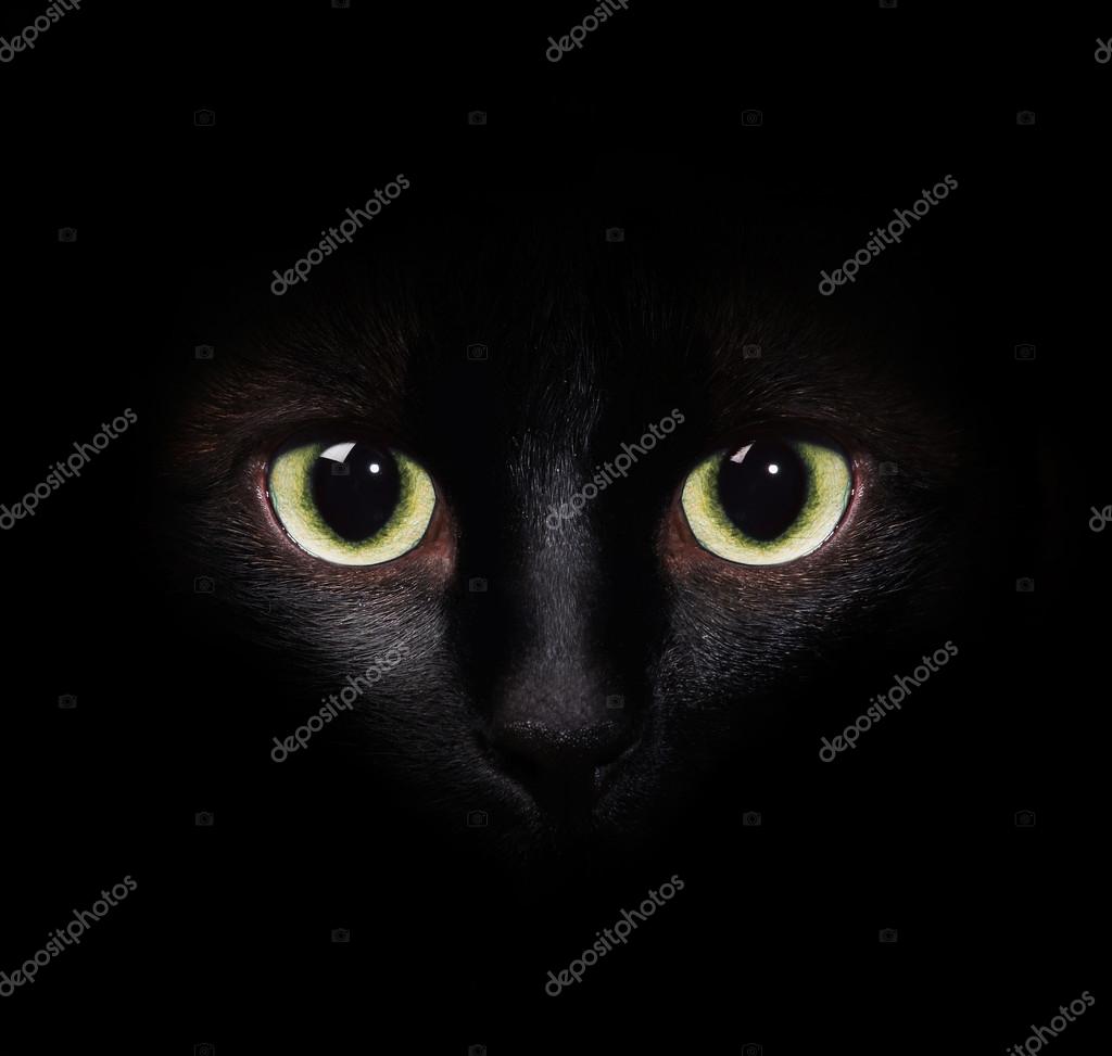 Dark Siamese Cats