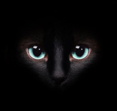 Siyam kedisi karanlıkta gözleri