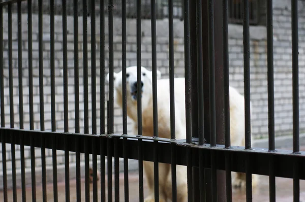 Triste y solitario oso polar en la jaula —  Fotos de Stock