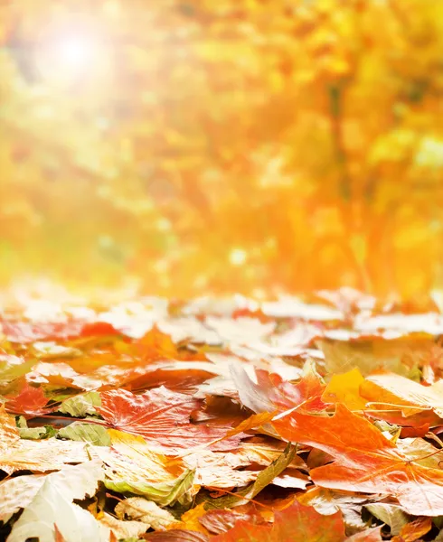 Autumn background — Stock Photo, Image