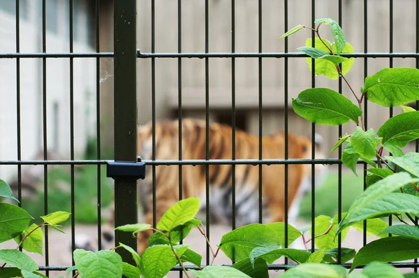 Trauriger und einsamer Tiger im Käfig — Stockfoto