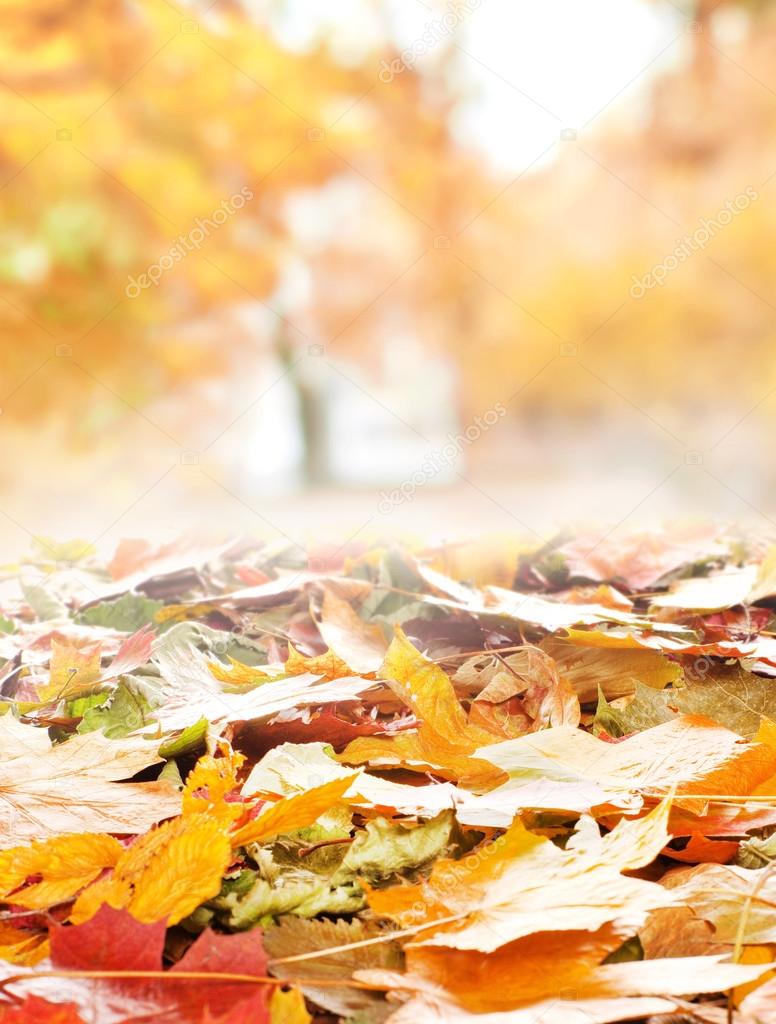 Colorful background of autumn leaves