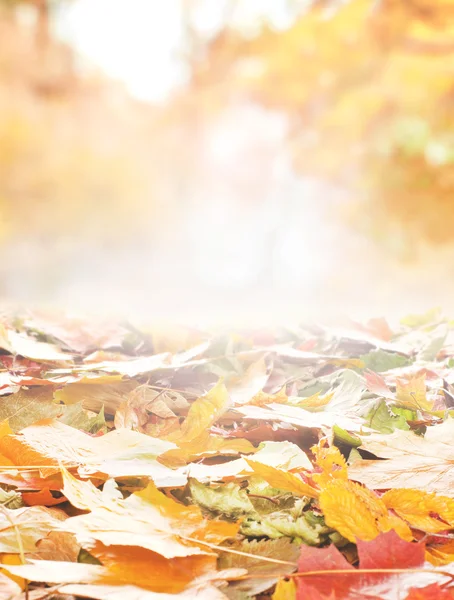 Colorful background of autumn leaves — Stock Photo, Image