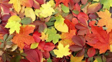 Sonbahar Ormanında Düşen Yapraklar. Güzel yapraklı mevsimlik arka plan. Renkli Sonbahar Deseni Arkaplanı.