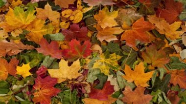 Fallen Leaves in Autumn forest. Seasonal Background with Beautiful Foliage. Colorful Autumn Pattern Background.