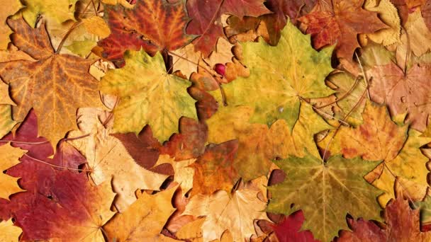 Fallen Leaves Autumn Forest Seasonal Background Beautiful Foliage Colorful Autumn — Vídeo de stock