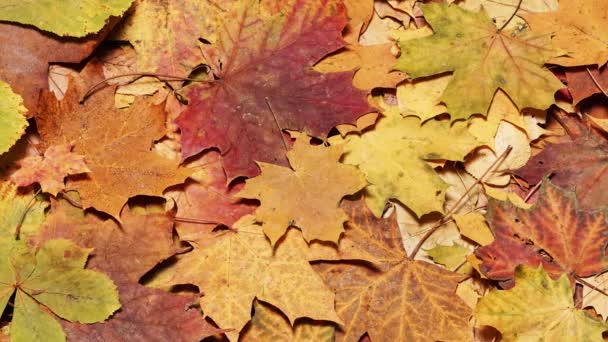 Fallen Leaves Autumn Forest Seasonal Background Beautiful Foliage Colorful Autumn — Stockvideo