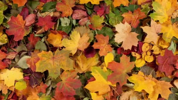 Fallen Leaves Autumn Forest Seasonal Background Beautiful Foliage Colorful Autumn — Stok video