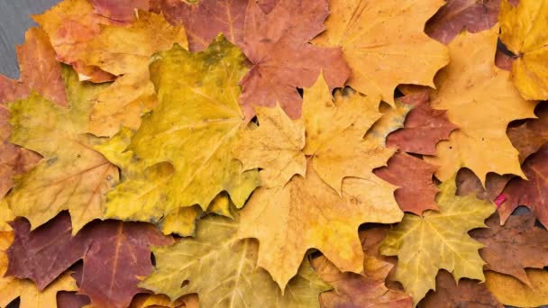 Πεσμένα Φύλλα Στο Φθινοπωρινό Δάσος Εποχιακό Φόντο Όμορφο Φύλλωμα Πολύχρωμο — Αρχείο Βίντεο