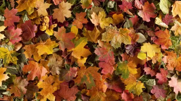 Fallen Leaves Autumn Forest Seasonal Background Beautiful Foliage Colorful Autumn — Stockvideo