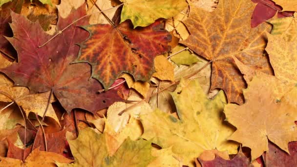 Sonbahar Ormanında Düşen Yapraklar Güzel Yapraklı Mevsimlik Arka Plan Renkli — Stok video