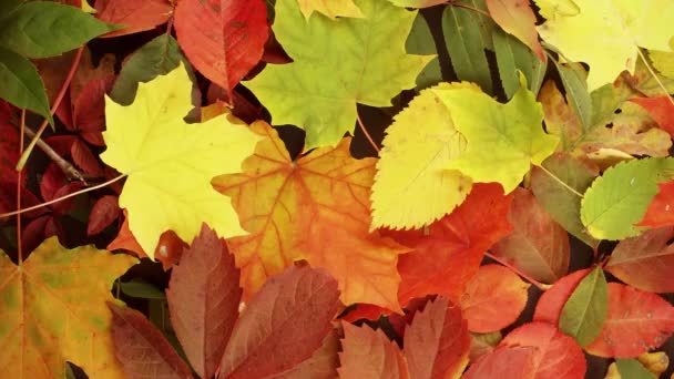 Fallen Leaves Autumn Forest Seasonal Background Beautiful Foliage Colorful Autumn — Vídeo de stock