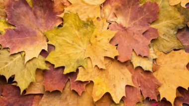 Fallen Leaves in Autumn forest. Seasonal Background with Beautiful Foliage. Colorful Autumn Pattern Background.