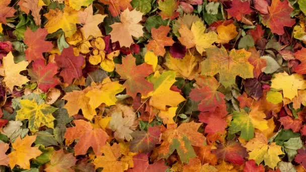 Upadłe Liście Jesiennym Lesie Sezonowe Tło Pięknym Liści Kolorowe Tło — Wideo stockowe