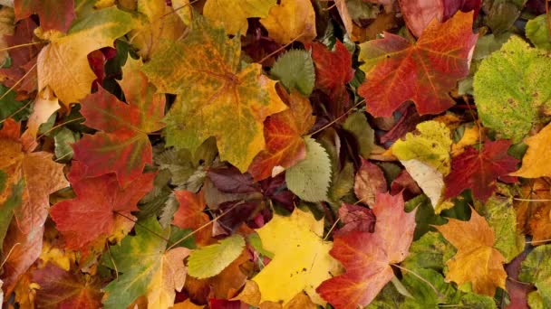 Fallen Leaves Autumn Forest Seasonal Background Beautiful Foliage Colorful Autumn — Vídeo de stock