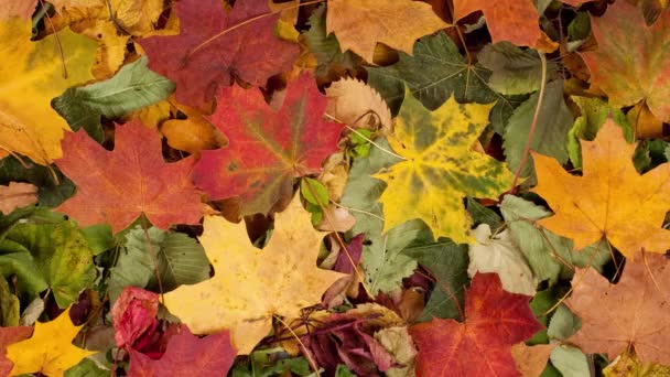 Fallen Leaves Autumn Forest Seasonal Background Beautiful Foliage Colorful Autumn — Vídeo de stock