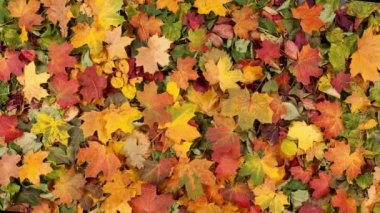 Sonbahar Ormanında Düşen Yapraklar. Güzel yapraklı mevsimlik arka plan. Renkli Sonbahar Deseni Arkaplanı.