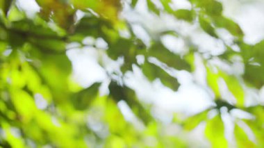 The sun shines through the foliage of trees in slow motion. The rich green leaves of the tree waving in the wind. Beautiful bokeh. Summer concept. Abstract blurred background.