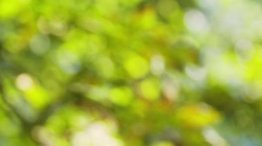 Güneş ağaçların yapraklarının arasından yavaş çekimde parlıyor. Rüzgarda sallanan ağacın zengin yeşil yaprakları. Güzel Bokeh. Yaz kavramı. Bulanık arkaplan.