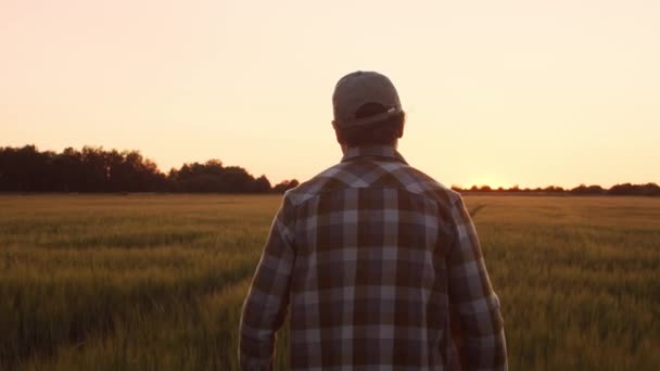Farmer Front Sunset Agricultural Landscape Man Countryside Field Concept Country — Video Stock