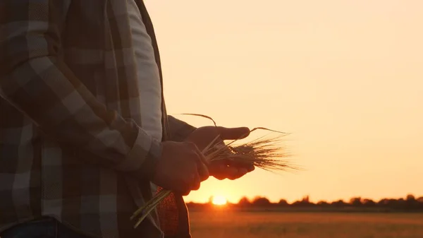 Farmer Front Sunset Agricultural Landscape Man Countryside Field Concept Country — Stok fotoğraf