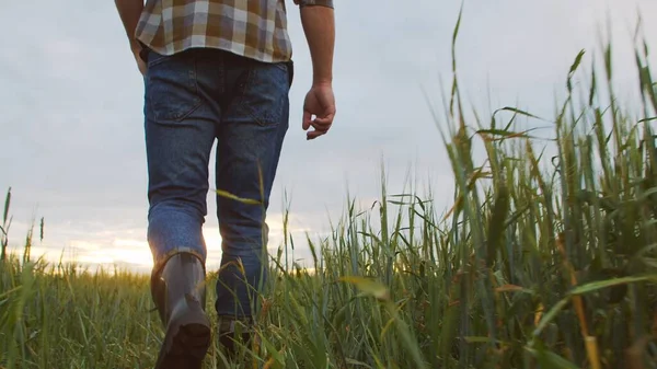 Farmer Front Sunset Agricultural Landscape Man Walking Countryside Field Concept — Fotografia de Stock