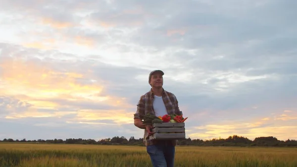 Farmer Vegetable Box Front Sunset Agricultural Landscape Man Countryside Field — Fotografia de Stock