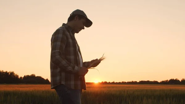 Farmer Front Sunset Agricultural Landscape Man Countryside Field Concept Country — Foto Stock