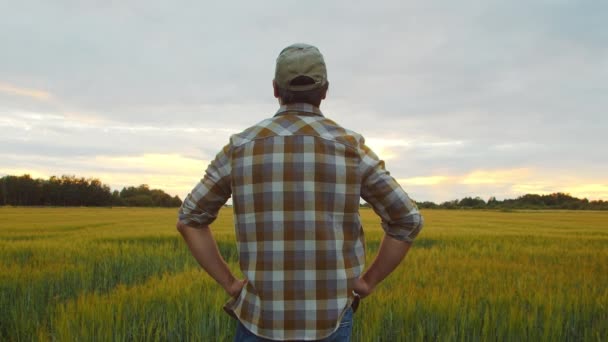 Farmer Front Sunset Agricultural Landscape Man Countryside Field Concept Country — Stock Video