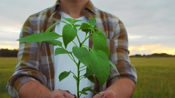 Farmer Holding Green Plant His Hands Front Sunset Agricultural Landscape — Video