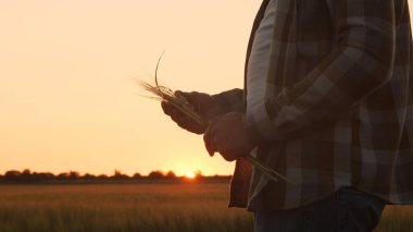 Günbatımı tarımının önündeki çiftçi. Kırsal kesimde bir adam. Kır hayatı, gıda üretimi, tarım ve kırsal yaşam tarzı kavramı.