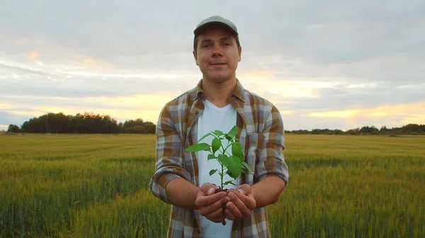 Farmer Holding Green Plant His Hands Front Sunset Agricultural Landscape — Stock fotografie