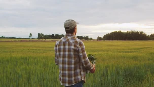 Farmer Vegetable Box Front Sunset Agricultural Landscape Man Countryside Field — Αρχείο Βίντεο
