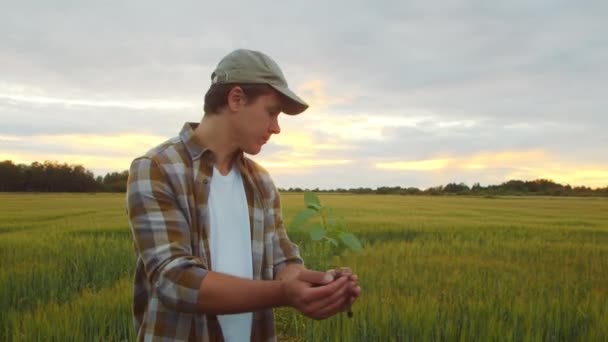 Farmer Holding Green Plant His Hands Front Sunset Agricultural Landscape — Video
