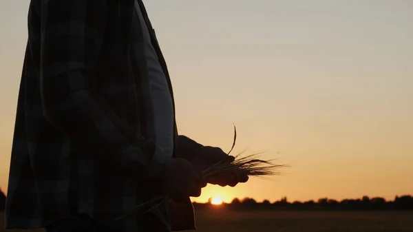 Фермер Перед Заходом Сонця Сільськогосподарський Ландшафт Людина Сільській Місцевості Концепція — стокове фото
