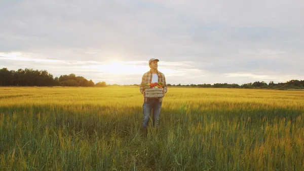 Gün Batımında Tarım Arazisinin Önünde Sebze Kutusu Olan Bir Çiftçi — Stok fotoğraf