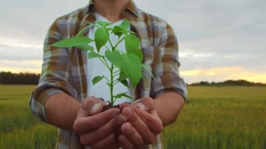 Gün batımında tarım arazisinin önünde elinde yeşil bir bitki tutan çiftçi. Kırsal kesimde bir adam. Ekoloji, gıda üretimi, tarım ve kırsal yaşam tarzı kavramı.