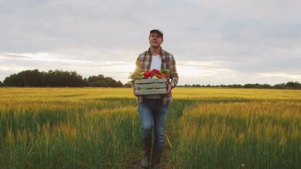 Farmář Zeleninovou Krabicí Před Západem Slunce Zemědělské Krajiny Muž Venkovském — Stock video