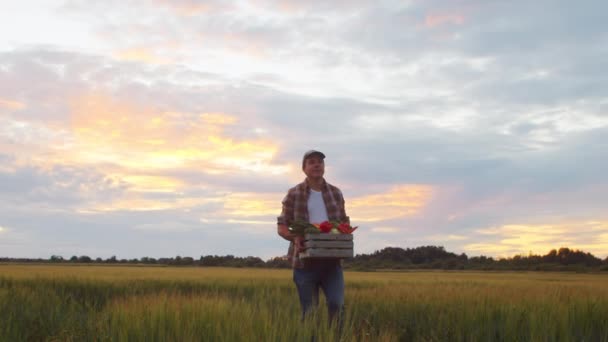 Farmer Vegetable Box Front Sunset Agricultural Landscape Man Countryside Field — 图库视频影像