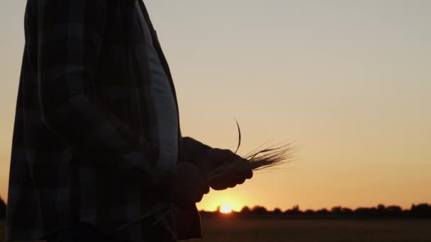 Farmer Front Sunset Agricultural Landscape Man Countryside Field Concept Country — Stock Video