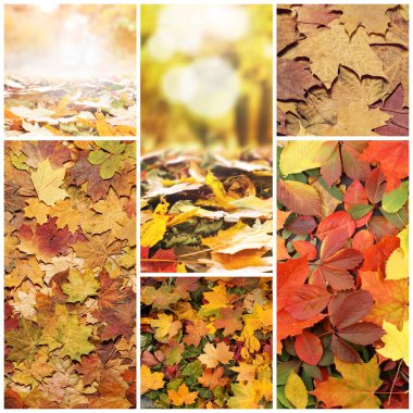 Colorful background of fallen autumn foliage. Seasonal background of colorful leaves. Collage collection of different images.