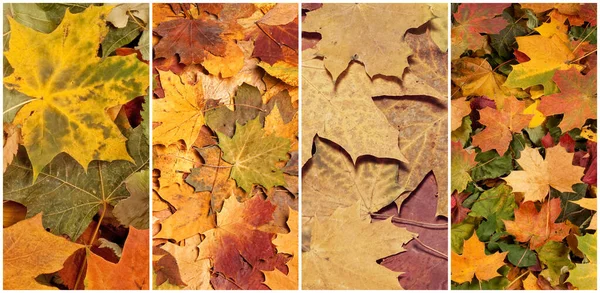 Colorful Background Fallen Autumn Foliage Seasonal Background Colorful Leaves Collage — Foto de Stock