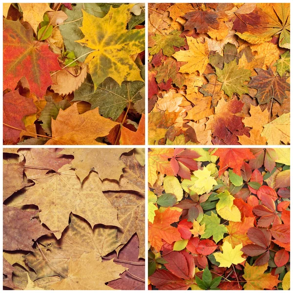 Colorful Background Fallen Autumn Foliage Seasonal Background Colorful Leaves Collage — Stockfoto