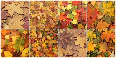 Colorful background of fallen autumn foliage. Seasonal background of colorful leaves. Collage collection of different images.