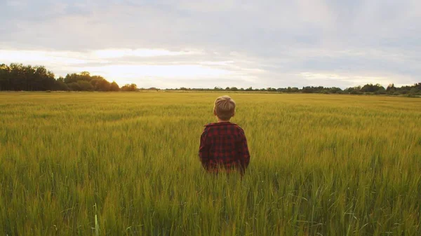 Boy Front Sunset Agricultural Landscape Kid Countryside Field Concept Childhood — Zdjęcie stockowe